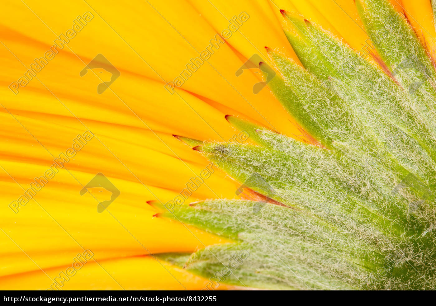 A Gerbera Lizenzfreies Bild Bildagentur Panthermedia