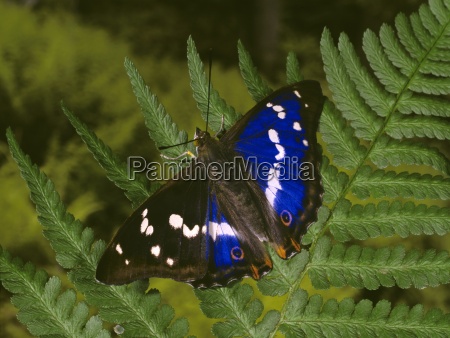 Grosser Schillerfalter Emperador P Rpura Apatura Iris Stockphoto