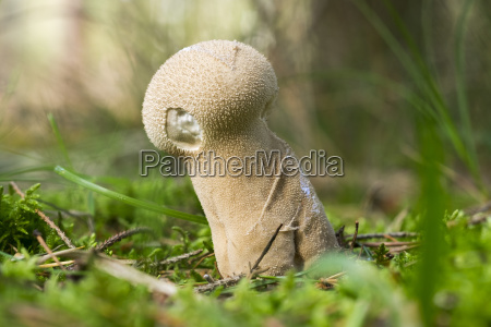 Lycoperdon excipuliforme Darßer Wald Darß Stock image 25316558