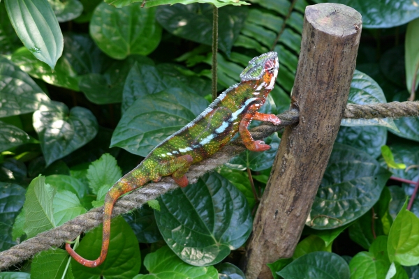 reptil camaleon madagascar selva