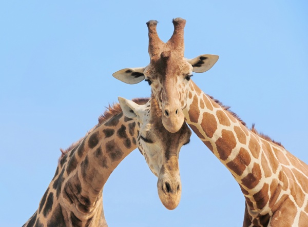 giraffe para zakochanych