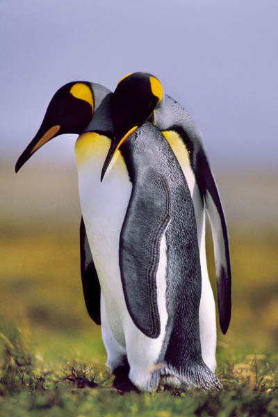 krol pingwiny zaloty aptenodytes patagonicus wyspa