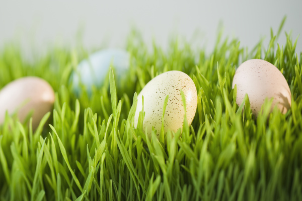 zdobione jaja w trawie