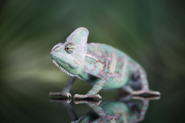 camaleon sobre fondo de espejo verde