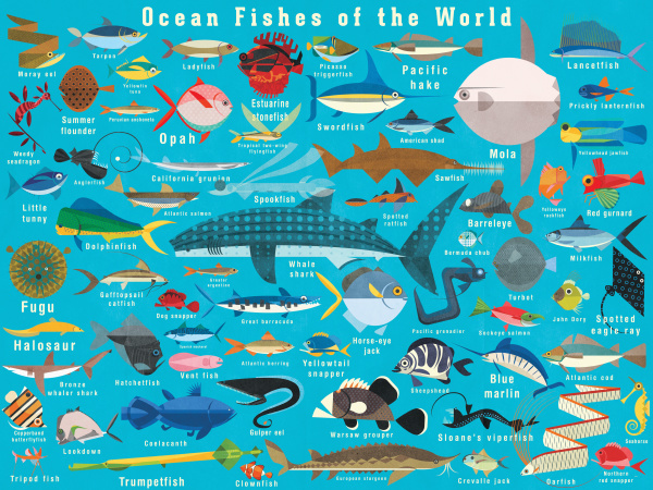 ilustracja wielu ryb oceanicznych z calego
