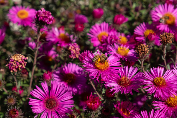 abeja recogiendo polen en crisantemo purpura
