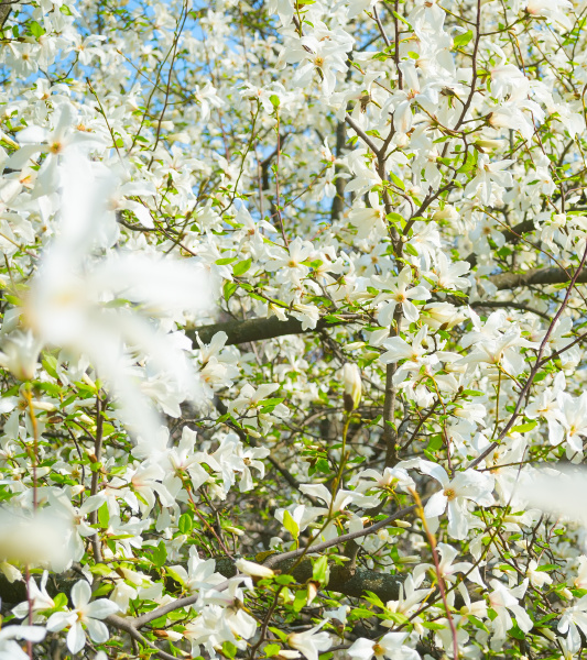 flores de arbol de magnolia de