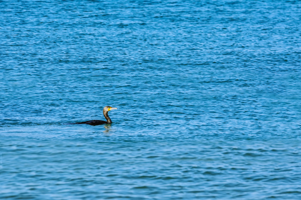 cormorano a doppia cresta phalacrocorax