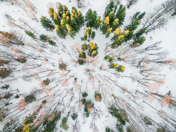 luftfoto af en snedaekket skov