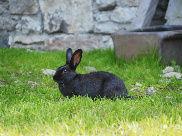 sort kanin med store orer i