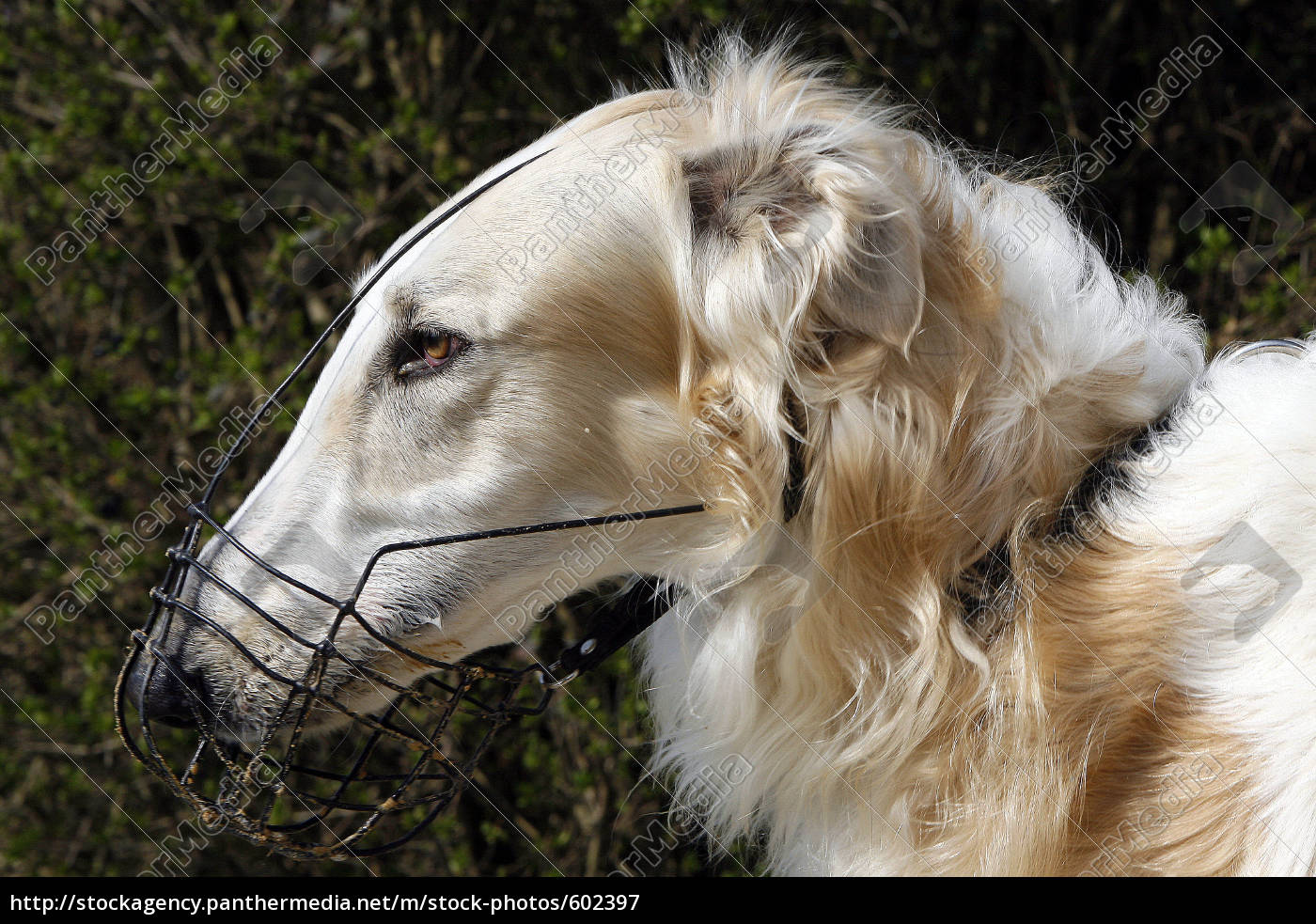 Borzoi Head Portrait Royalty free image 602397 PantherMedia Stock Agency