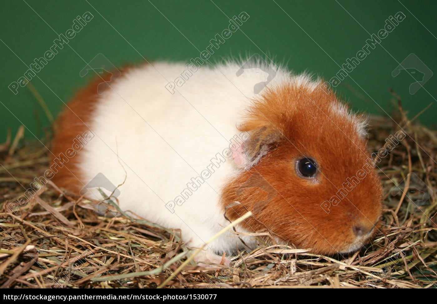 Guinea pig us teddy best sale