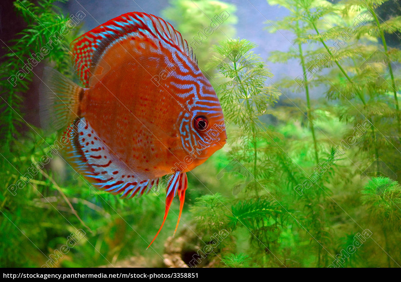 Wild Caught Discus Red Spotted Tefe - Royalty free image 3358851 |  PantherMedia Stock Agency