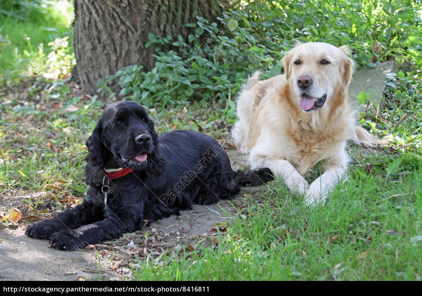 Fashion golden retriever cocker spaniel