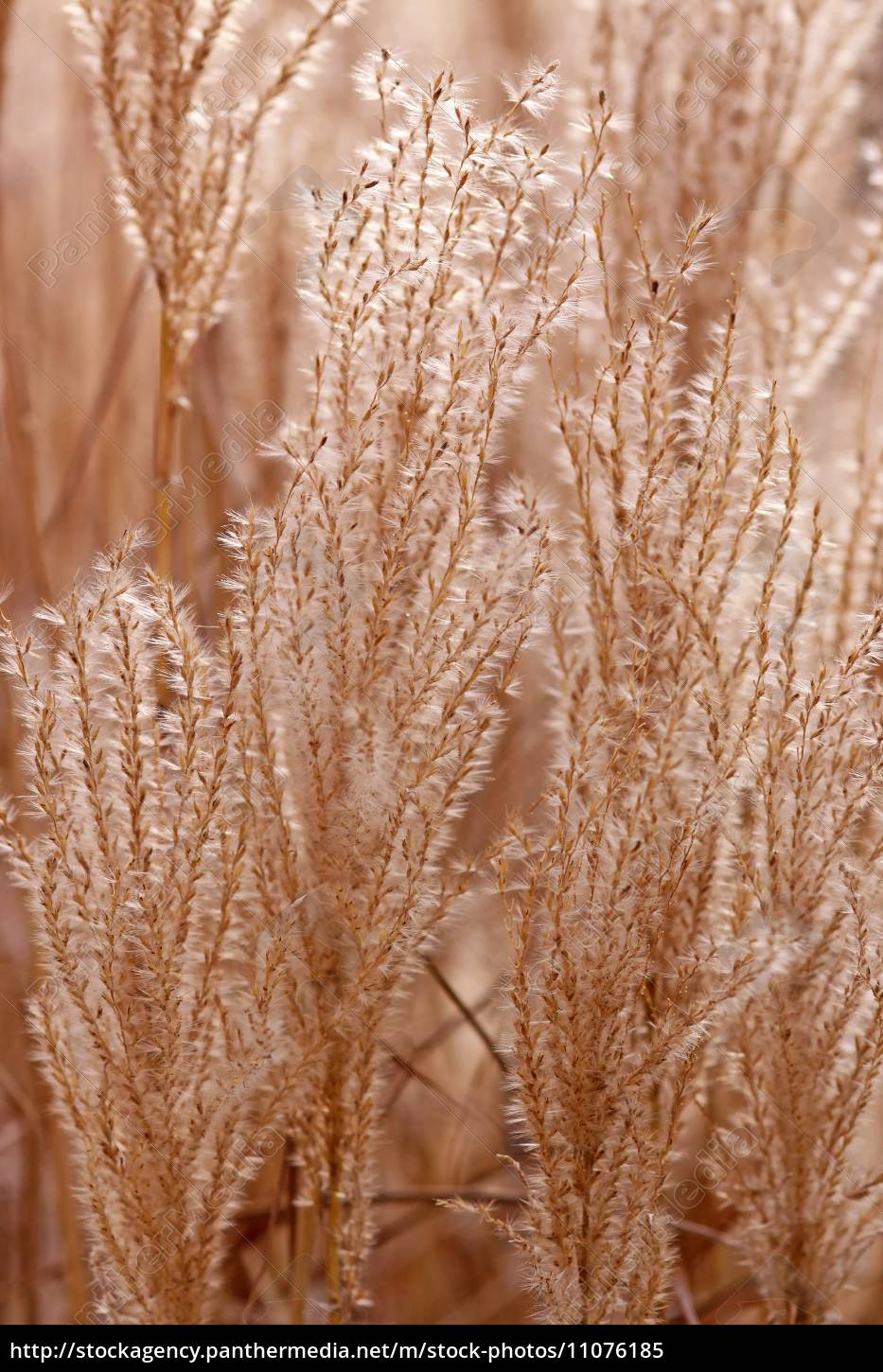 Chinese reed Miscanthus sinensis - Stock Photo #11076185 | PantherMedia ...