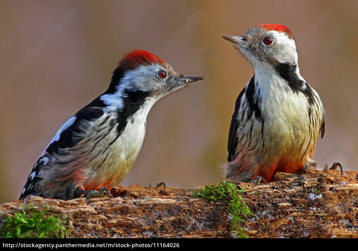 Pica-pau médio Dendrocopos medius - Stockphoto #11164026 | Banco de Imagens  Panthermedia