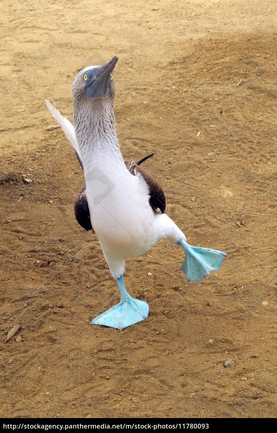 Dança de acasalamento alegre de peitos de pé azul. - Fotos de arquivo  #11780093 | Banco de Imagens Panthermedia