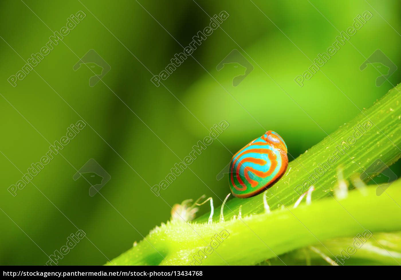 blaue marienkäfer mit orange streifen - Lizenzfreies Bild 13434768 |  Bildagentur PantherMedia