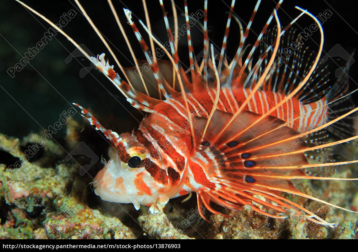 Spotflossen-Feuerfisch - Lizenzfreies Bild #13876903 | Bildagentur ...