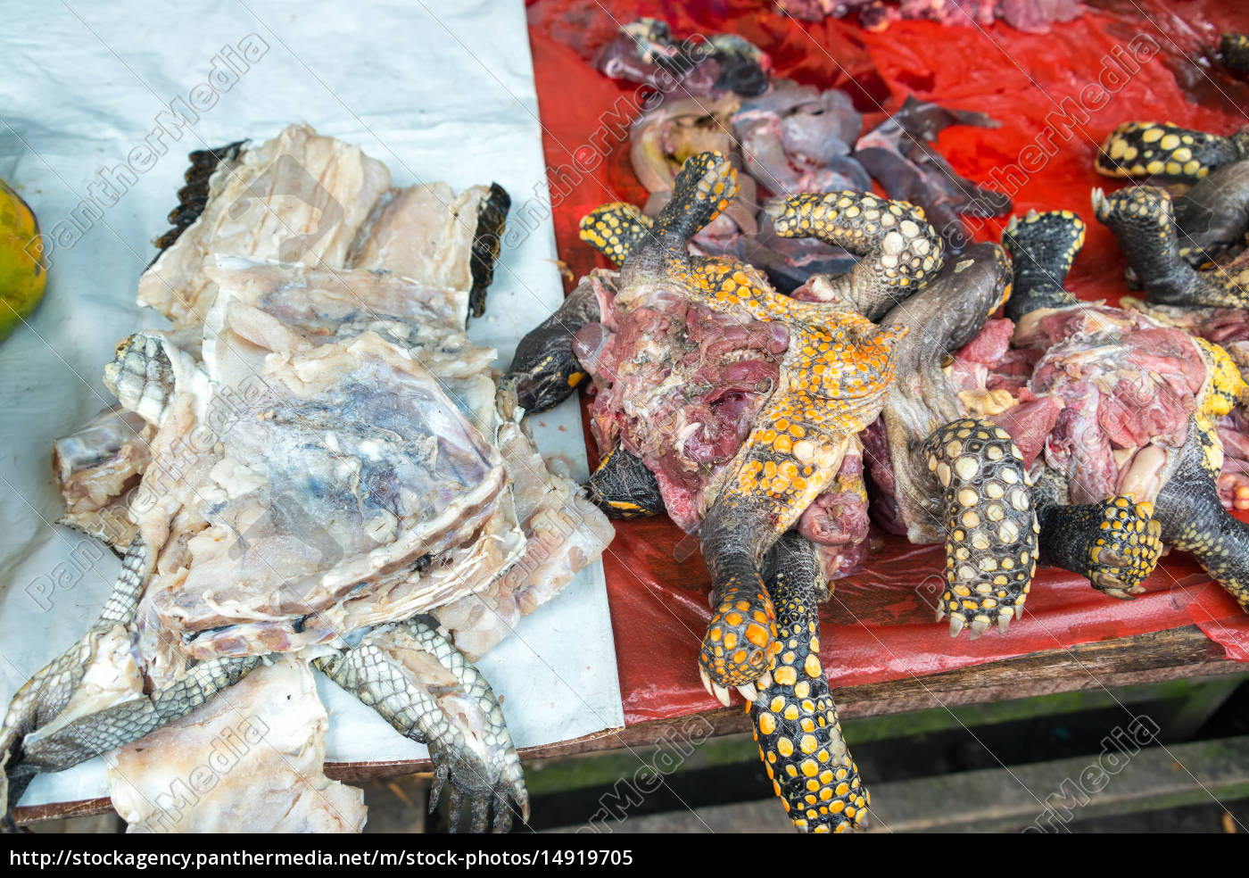 schildkrötenfleisch in einem markt in iquitos peru - Stockfoto 14919705 |  Bildagentur PantherMedia