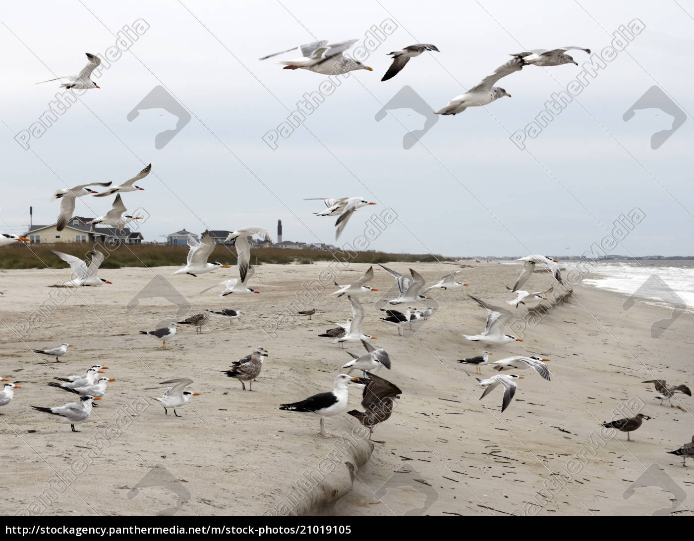 Gaivotas voando em pé e comendo na praia - Fotos de arquivo #21019105 |  Banco de Imagens Panthermedia