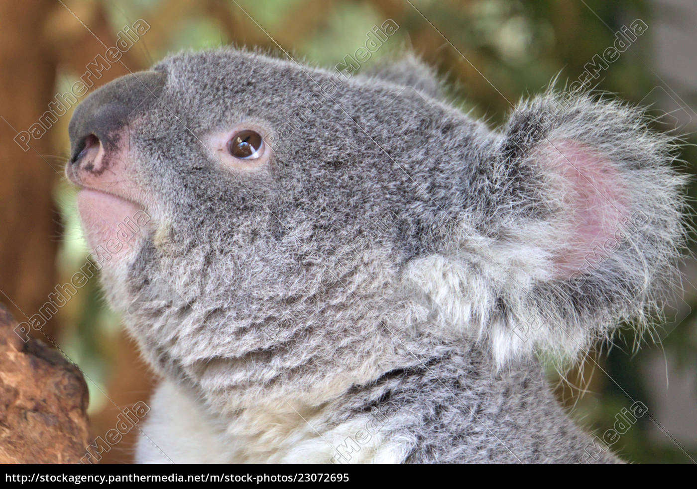 Koala Gesicht - Lizenzfreies Bild 23072695 | Bildagentur PantherMedia