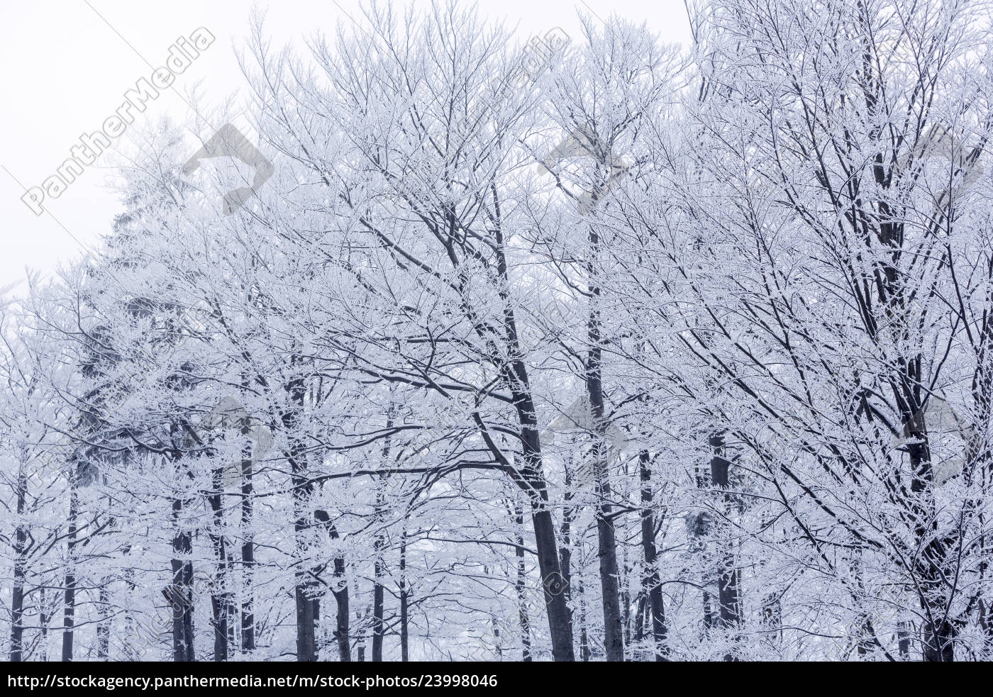 Ramas desnudas cubiertas de nieve en invierno - Stockphoto #23998046 |  Agencia de stock PantherMedia