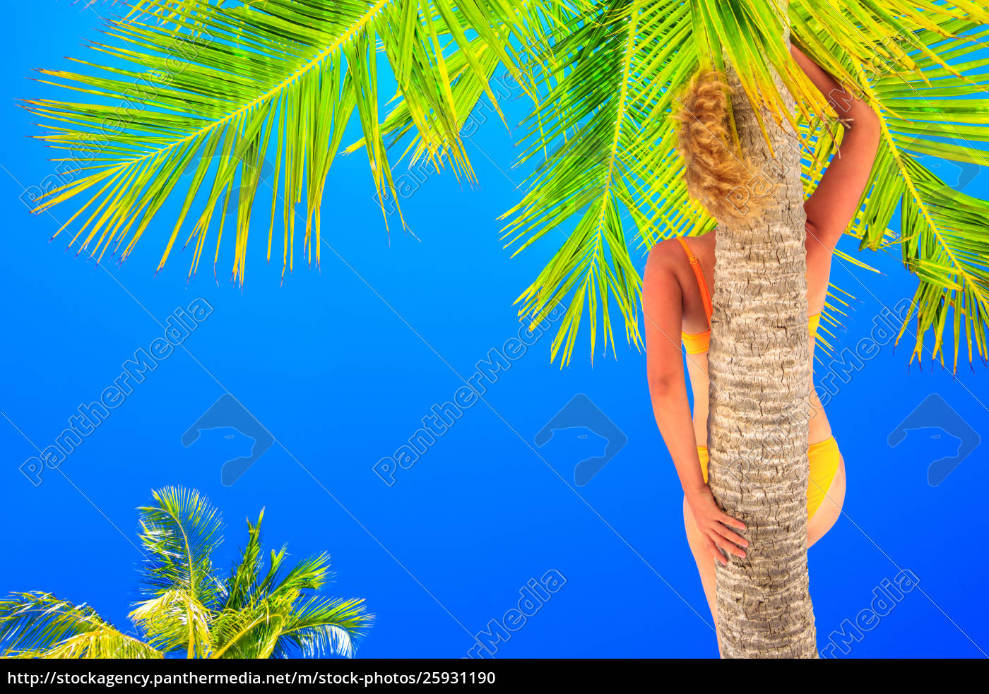 Mulher loira com biquíni tomando sol em palmeira em - Stockphoto #25931190  | Banco de Imagens Panthermedia