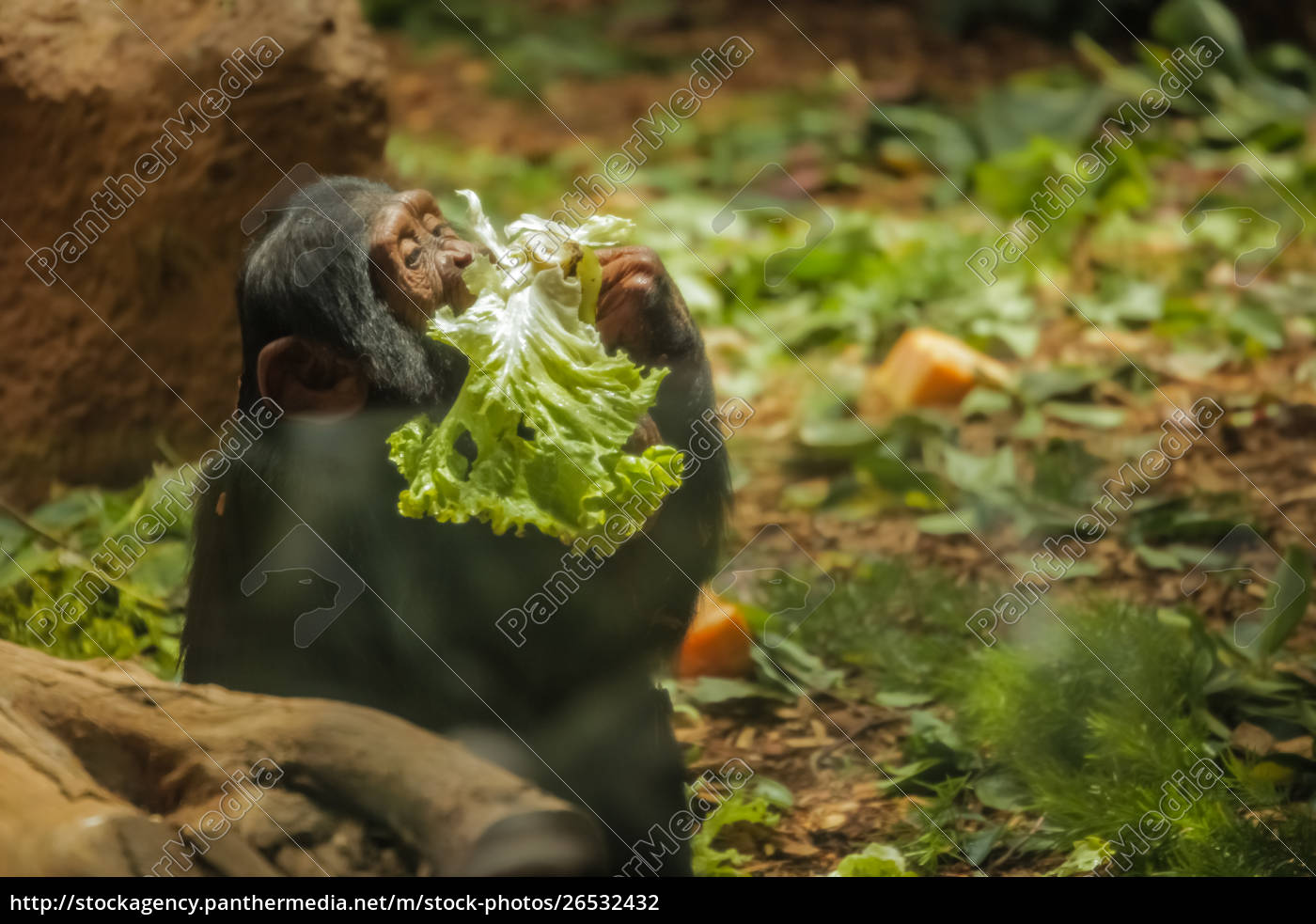 Macaco peludo faminto comendo salada - Stockphoto #26532432 | Banco de  Imagens Panthermedia