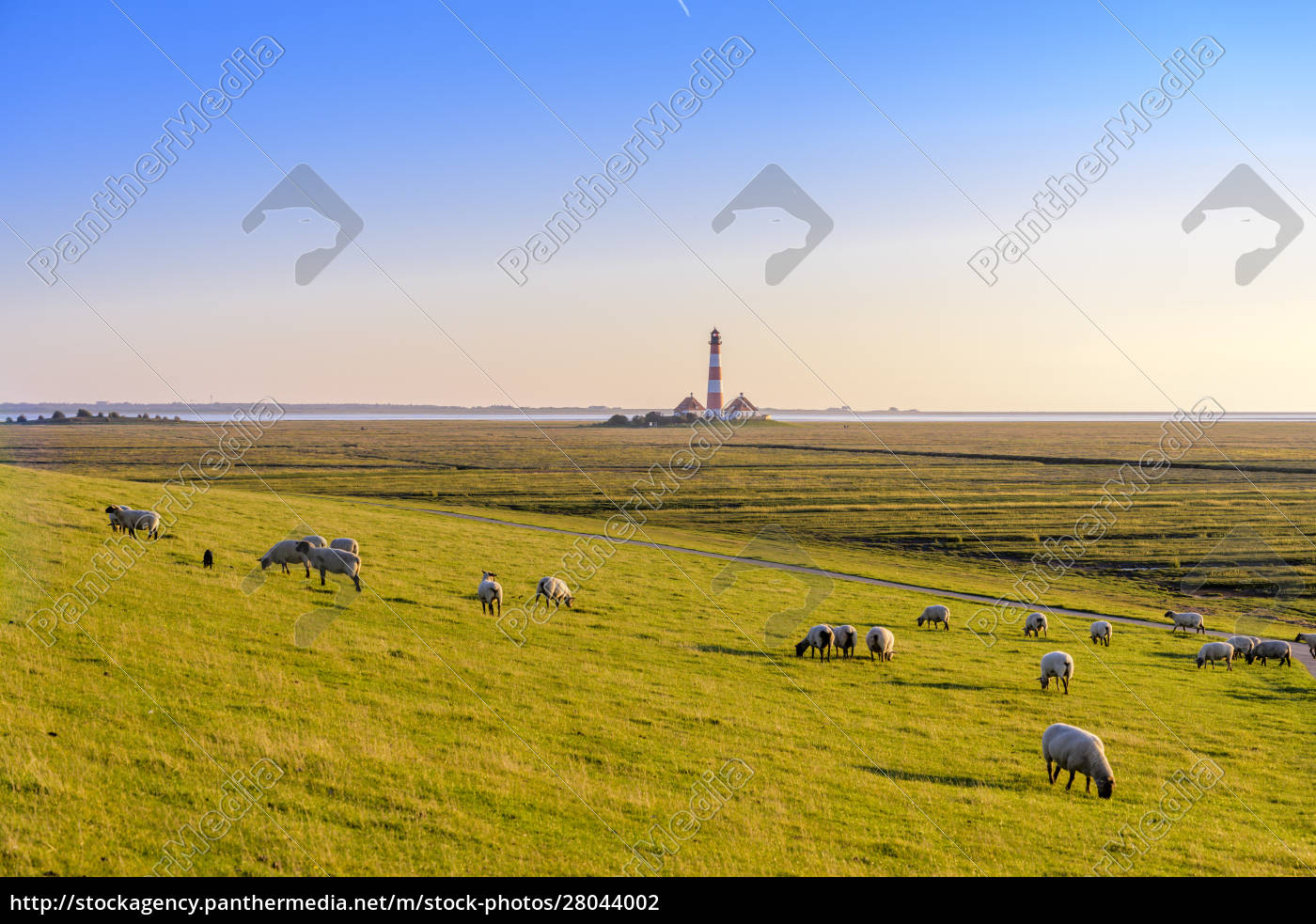 Schafherde weidet auf der Nordsee Westerheversand - Lizenzfreies Bild ...