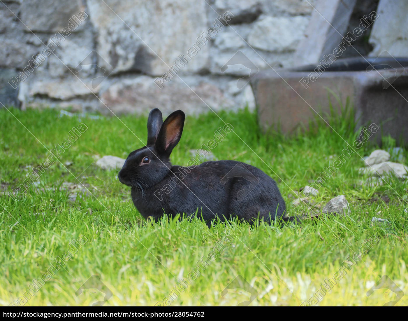 Schwarzer Hase mit großen Ohren auf grüner Wiese - Lizenzfreies Bild  28054762 | Bildagentur PantherMedia