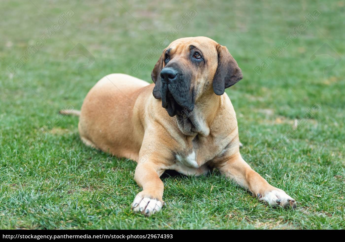 Fotos de Mastino brasiliano, Imagens de Mastino brasiliano sem