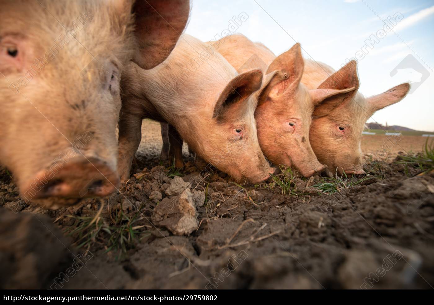 Porcos comendo em um prado em uma fazenda de carne - Stockphoto #29759802 |  Banco de Imagens Panthermedia