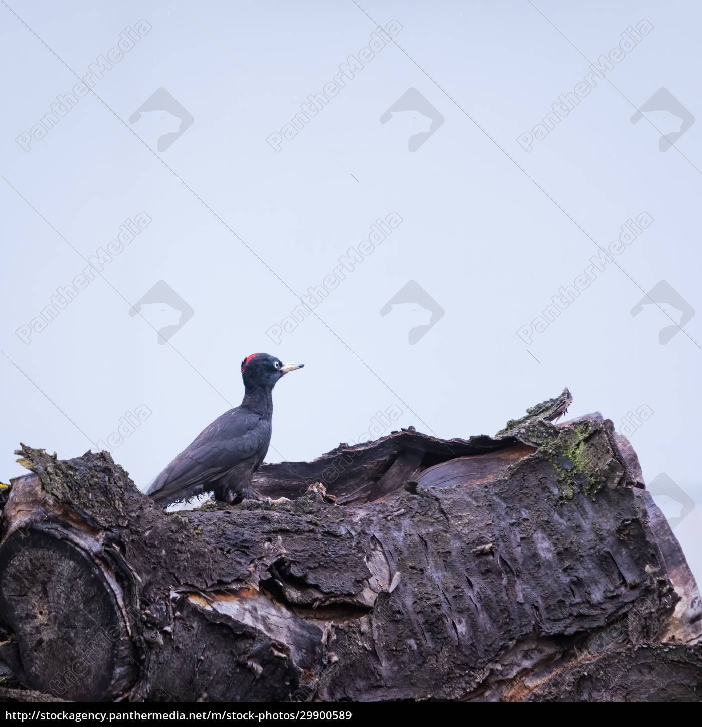 Pica-pau preto sentado em um tronco de árvore velho - Stockphoto #29900589  | Banco de Imagens Panthermedia